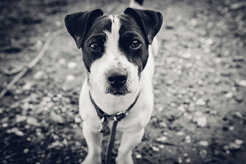 donate a car to the rspca