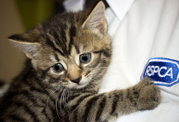 Scrap Car Buyers >> Our Featured Charity Of The Month: The RSPCA Scrap Car Buyers >> Our Featured Charity Of The Month: The RSPCA
