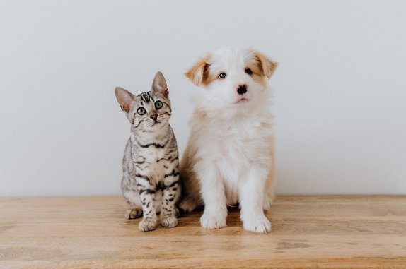 Kitten and Puppy